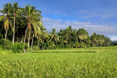 Tegallalang 'daki pirinç tarlalarının manzarası, Endonezya' daki Bali adasındaki Ubud
