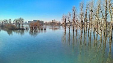 Meuse Nehri 'nde su altında kalan ağaçlar, Venlo, Hollanda' da sel baskınları.