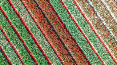 Bahar mevsiminde lale tarlalarının hava aracı görüntüsü, ilkbaharda açan ampul tarlaları ve laleler, renkli çiçekler arka plan, Lisse, Güney Hollanda, Hollanda