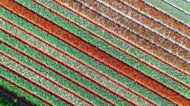 Bahar mevsiminde lale tarlalarının hava aracı görüntüsü, ilkbaharda açan ampul tarlaları ve laleler, renkli çiçekler arka plan, Lisse, Güney Hollanda, Hollanda