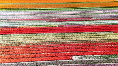 Bahar mevsiminde lale tarlalarının hava aracı görüntüsü, ilkbaharda açan ampul tarlaları ve laleler, renkli çiçekler arka plan, Lisse, Güney Hollanda, Hollanda