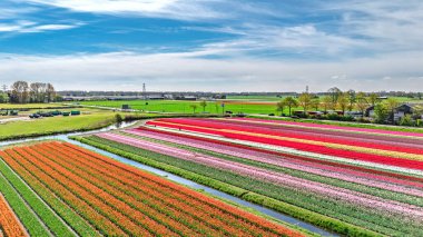 Bahar mevsiminde lale tarlalarının hava aracı görüntüsü, ilkbaharda açan ampul tarlaları ve laleler, renkli çiçekler arka plan, Lisse, Güney Hollanda, Hollanda