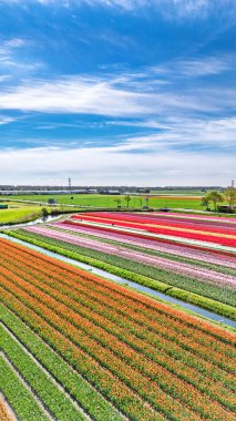 İlkbahar mevsiminde lale tarlalarının hava aracı görüntüsü, ilkbaharda açan ampul tarlaları ve laleler, renkli çiçekler arka plan, Lisse, Güney Hollanda, Hollanda, dikey görüntü