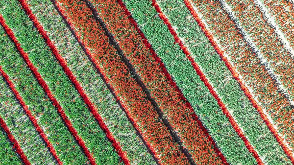 Bahar mevsiminde lale tarlalarının hava aracı görüntüsü, ilkbaharda açan ampul tarlaları ve laleler, renkli çiçekler arka plan, Lisse, Güney Hollanda, Hollanda