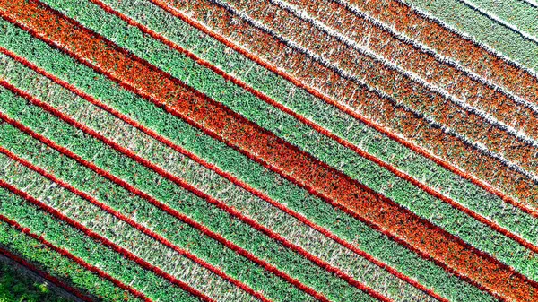 Bahar mevsiminde lale tarlalarının hava aracı görüntüsü, ilkbaharda açan ampul tarlaları ve laleler, renkli çiçekler arka plan, Lisse, Güney Hollanda, Hollanda