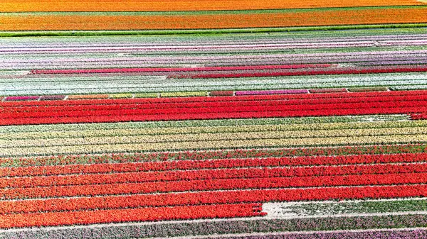 Bahar mevsiminde lale tarlalarının hava aracı görüntüsü, ilkbaharda açan ampul tarlaları ve laleler, renkli çiçekler arka plan, Lisse, Güney Hollanda, Hollanda