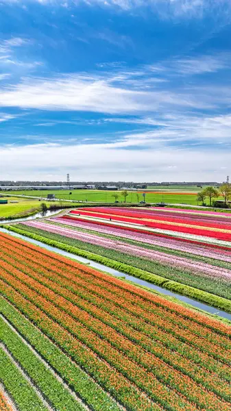 İlkbahar mevsiminde lale tarlalarının hava aracı görüntüsü, ilkbaharda açan ampul tarlaları ve laleler, renkli çiçekler arka plan, Lisse, Güney Hollanda, Hollanda, dikey görüntü
