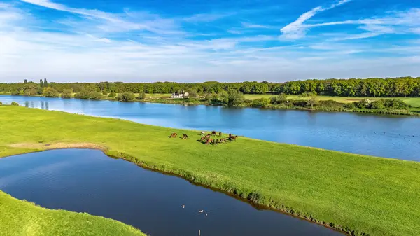 Yeşil çayır, atlar ve su kuşları ile tipik Hollanda kırsal arazisinin insansız hava aracı görüntüsü, ilkbaharda Meuse nehri ile huzurlu kırsal alan, Hollanda