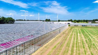 Yukarıdan insansız hava aracı manzarası, sebze yetiştirmek için büyük sanayi seraları, modern tarım arazisi, Hollanda 'da tarım.