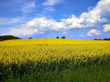 Danimarka 'da güneşli bir bahar gününde çekilen kolza tohumu tarlasının göz kamaştırıcı manzarası. Geniş alan boyunca uzanan canlı sarı çiçekler, yukarıdaki açık mavi gökyüzü ile güzel bir tezat oluşturuyor.. 