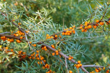 Deniz dikenli çalılar, yeşil yaprakların arka planında turuncu yagorlar. Doğal.