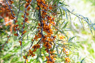 Deniz dikenli çalılar, yeşil yaprakların arka planında turuncu yagorlar. Doğal.