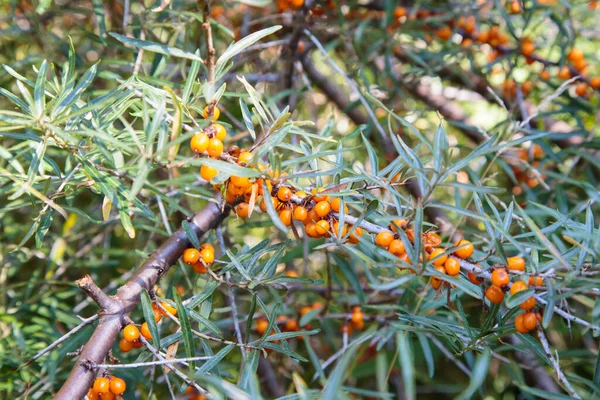 Arbustos Espino Cerval Mar Yagores Color Naranja Contra Fondo Follaje — Foto de Stock