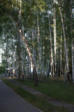 Huş ağacı sokakları. Yazın güzel ağaçlar. Beyaz ağaç kabuğu ve yeşil yaprakların dokusu.