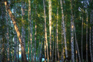 Huş ağacı sokakları. Yazın güzel ağaçlar. Beyaz ağaç kabuğu ve yeşil yaprakların dokusu.