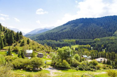 Dağ yaz manzarası. Uzun ağaçlar, karlı dağlar ve mavi gökyüzünde beyaz bulutlar. Kırgızistan