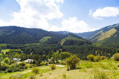 Dağ yaz manzarası. Uzun ağaçlar, karlı dağlar ve mavi gökyüzünde beyaz bulutlar. Kırgızistan