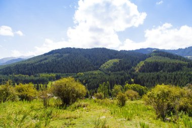 Dağ yaz manzarası. Uzun ağaçlar, karlı dağlar ve mavi gökyüzünde beyaz bulutlar. Kırgızistan