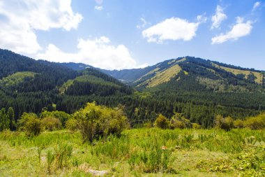 Dağ yaz manzarası. Uzun ağaçlar, karlı dağlar ve mavi gökyüzünde beyaz bulutlar. Kırgızistan