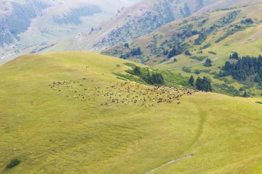 Bir koyun sürüsü yüksek dağlarda otluyor. Tarım. Kırgızistan 'daki dağlarda otlak