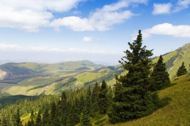 Dağlarda yüksek yaz dağları manzarası. Noel ağaçlarının uzun ağaçları