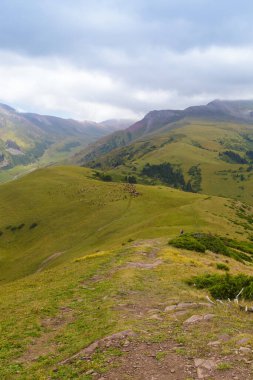 Dağ yaz manzarası. Karlı dağlar ve yeşil çimenler. Zirve Karakolu Kırgızistan.