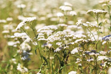 Yarrow Achillea otların arasında vahşi doğada çiçek açar. Tıbbi bitki. Güzel beyaz kır çiçekleri tarlası.