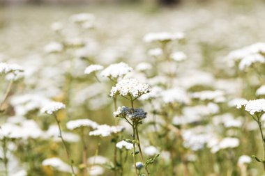 Yarrow Achillea otların arasında vahşi doğada çiçek açar. Tıbbi bitki. Güzel beyaz kır çiçekleri tarlası.