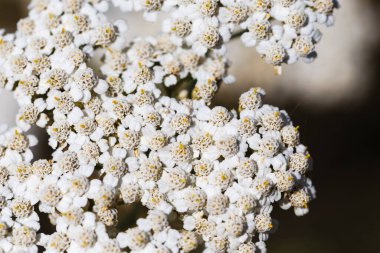 Bir kiriş çiçeğinin yakın çekimi. Yarrow Achillea otların arasında vahşi doğada çiçek açar.