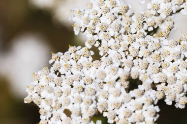 Bir kiriş çiçeğinin yakın çekimi. Yarrow Achillea otların arasında vahşi doğada çiçek açar.