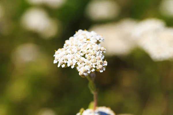 Close Yarrow Flower Yarrow Achillea Blooms Wild Grasses — Stock Photo, Image