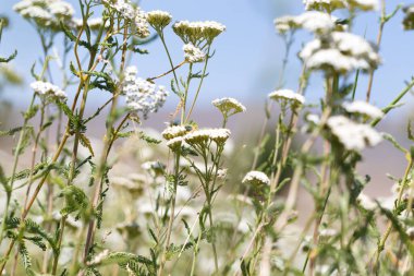 Yarrow Achillea otların arasında vahşi doğada çiçek açar. Tıbbi bitki. Güzel beyaz kır çiçekleri tarlası.