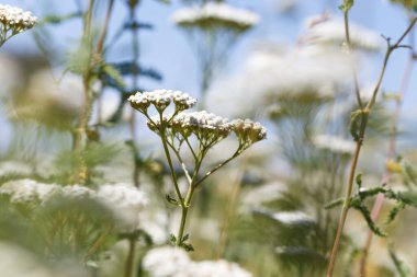 Yarrow Achillea otların arasında vahşi doğada çiçek açar. Tıbbi bitki. Güzel beyaz kır çiçekleri tarlası.