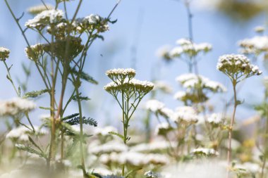 Yarrow Achillea otların arasında vahşi doğada çiçek açar. Tıbbi bitki. Güzel beyaz kır çiçekleri tarlası.
