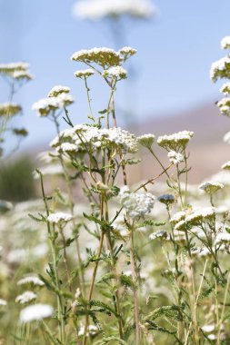 Yarrow Achillea otların arasında vahşi doğada çiçek açar. Tıbbi bitki. Güzel beyaz kır çiçekleri tarlası.