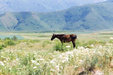 At bir yaz köşesinde otluyor. Çiftçilik. Otlatıyor. Yaz dağı manzarası.