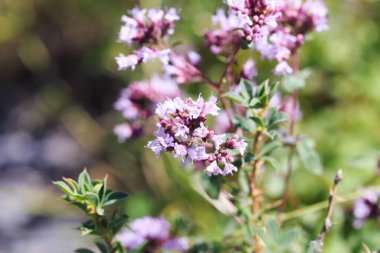 Kekik ve kekik doğada yetişir. Tıbbi bitki ve baharat. Bitki arkaplanı