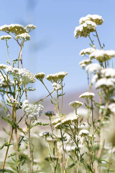 Yarrow Achillea otların arasında vahşi doğada çiçek açar. Tıbbi bitki. Güzel beyaz kır çiçekleri tarlası.