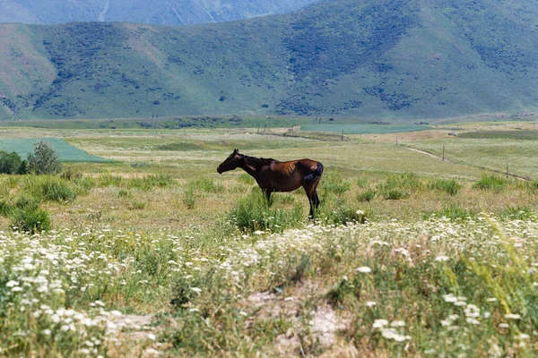 stock image The horse is grazing on a summer corner. Farming. Grazing. Summer mountain landscape.