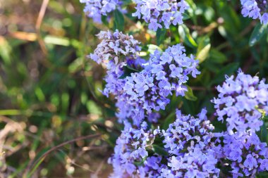 Kekik ve kekik doğada yetişir. Tıbbi bitki ve baharat. Bitki arkaplanı