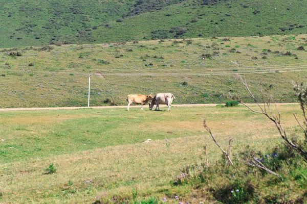Vaca Está Pastando Prado Agricultura Grazing Verano Montaña Paisaje — Foto de Stock