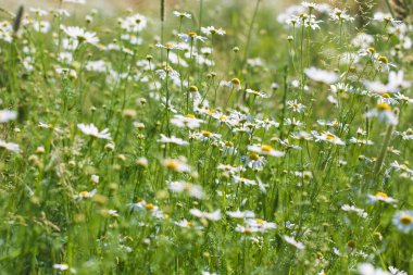 Papatya çiçeği tarlası. Çiçeklerin açtığı güzel doğal bir manzara. Yaz dönemi. çiçek dokusu