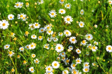 Papatya çiçeği tarlası. Çiçeklerin açtığı güzel doğal bir manzara. Yaz dönemi. çiçek dokusu