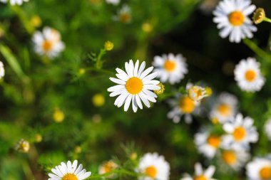 Papatya çiçeği tarlası. Çiçeklerin açtığı güzel doğal bir manzara. Yaz dönemi. çiçek dokusu