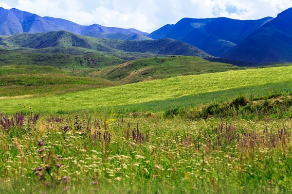 stock image Mountain landscape. Blooming wild herbs. Medical herbs Kyrgyzstan