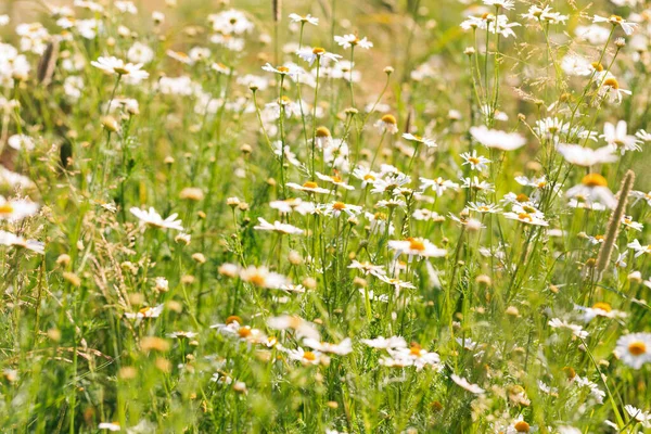 Campo Flores Camomila Uma Cena Natural Bonita Com Flores Médicas — Fotografia de Stock