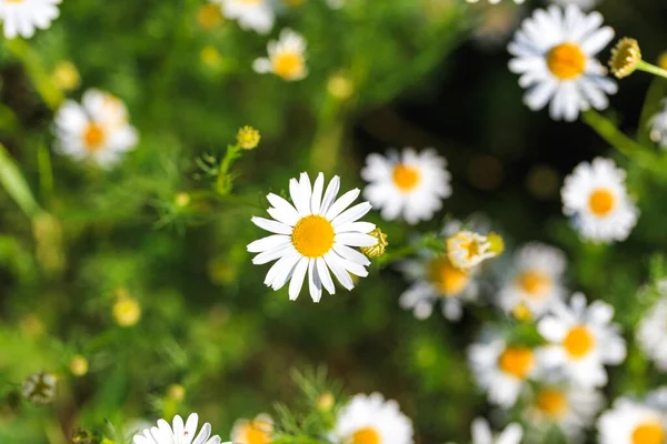 Stock image Chamomile flowers field. A beautiful natural scene with blooming medical flowers. Summer background. flower texture