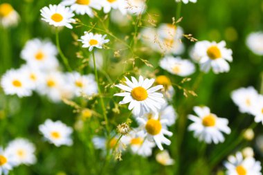 Papatya çiçeği tarlası. Çiçeklerin açtığı güzel doğal bir manzara. Yaz dönemi. çiçek dokusu