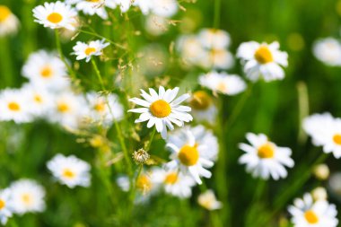 Papatya çiçeği tarlası. Çiçeklerin açtığı güzel doğal bir manzara. Yaz dönemi. çiçek dokusu