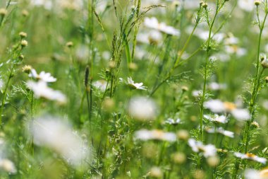 Papatya çiçeği tarlası. Çiçeklerin açtığı güzel doğal bir manzara. Yaz dönemi. çiçek dokusu